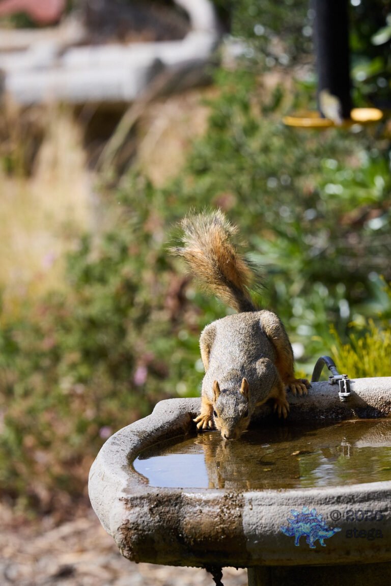 Fox Squirrel