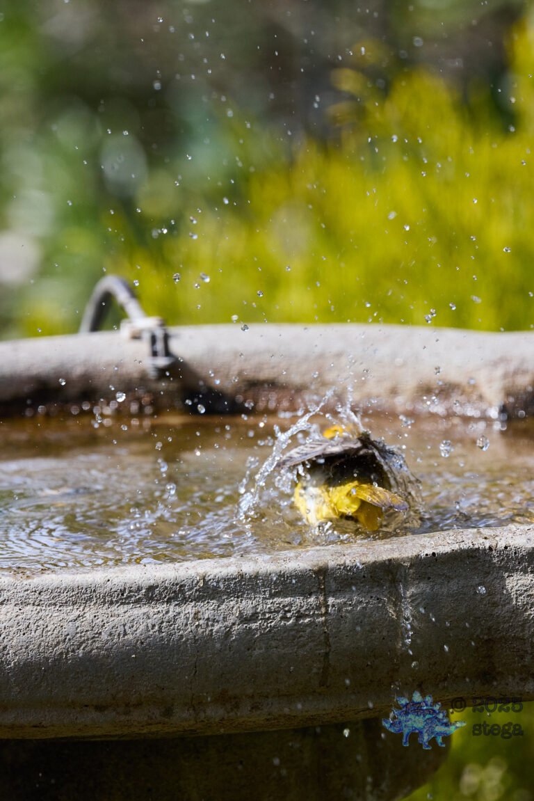 Hooded Oriole