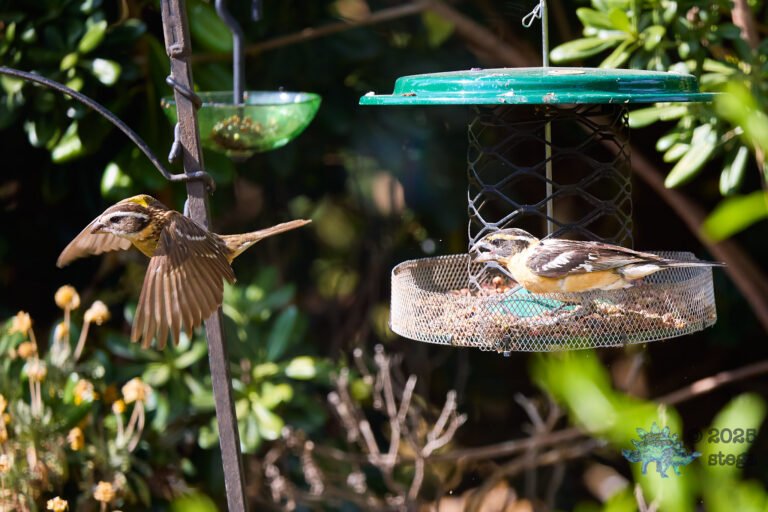 Black-headed Grosbeak