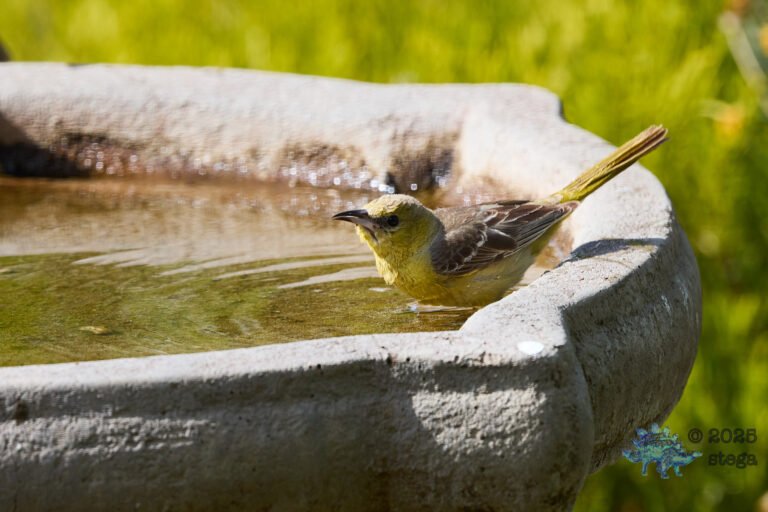Hooded Oriole