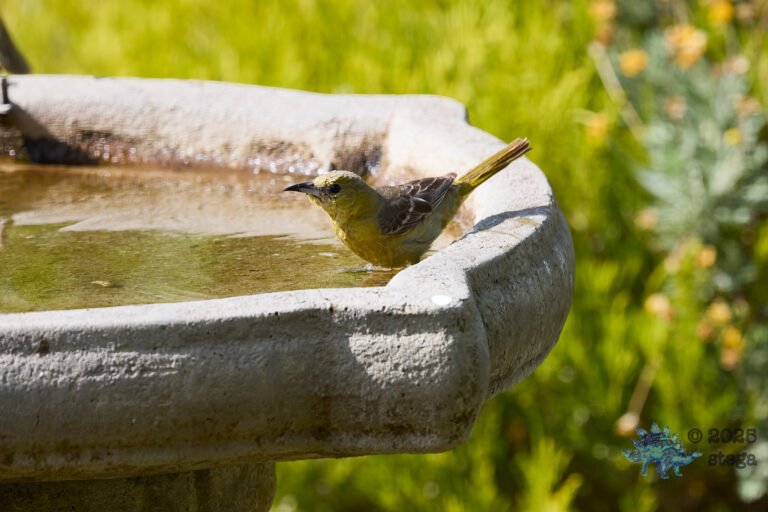 Hooded Oriole