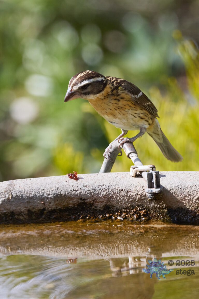 Black-headed Grosbeak