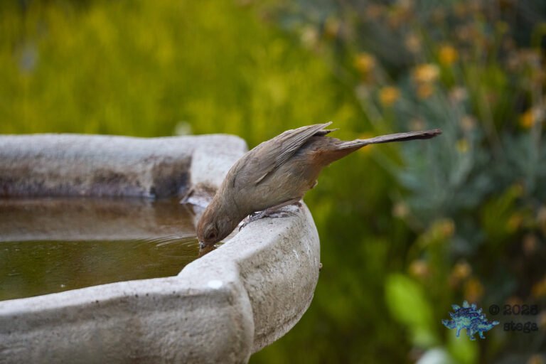 California Towhee