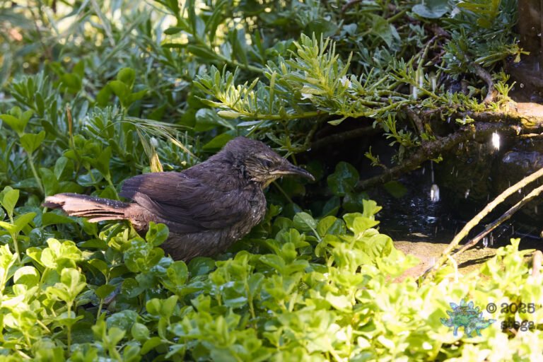 California Thrasher