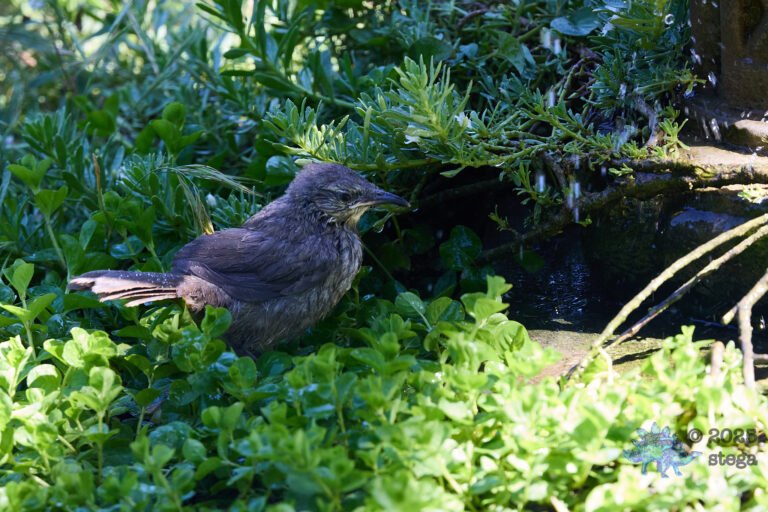 California Thrasher