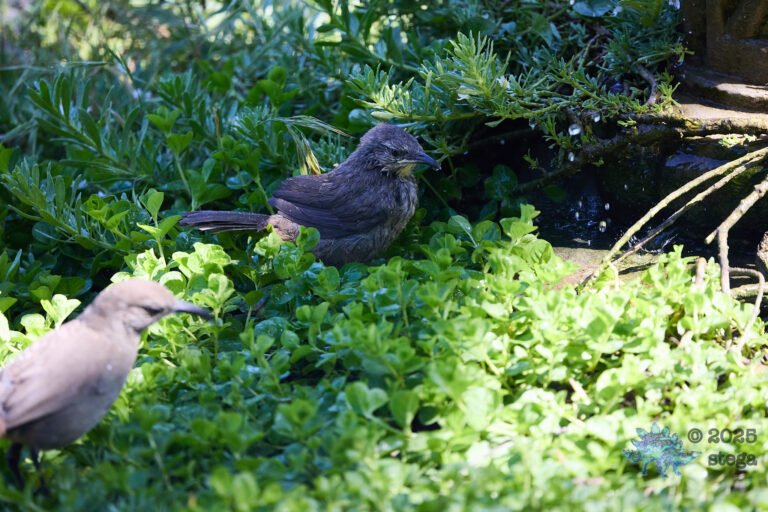 California Thrasher