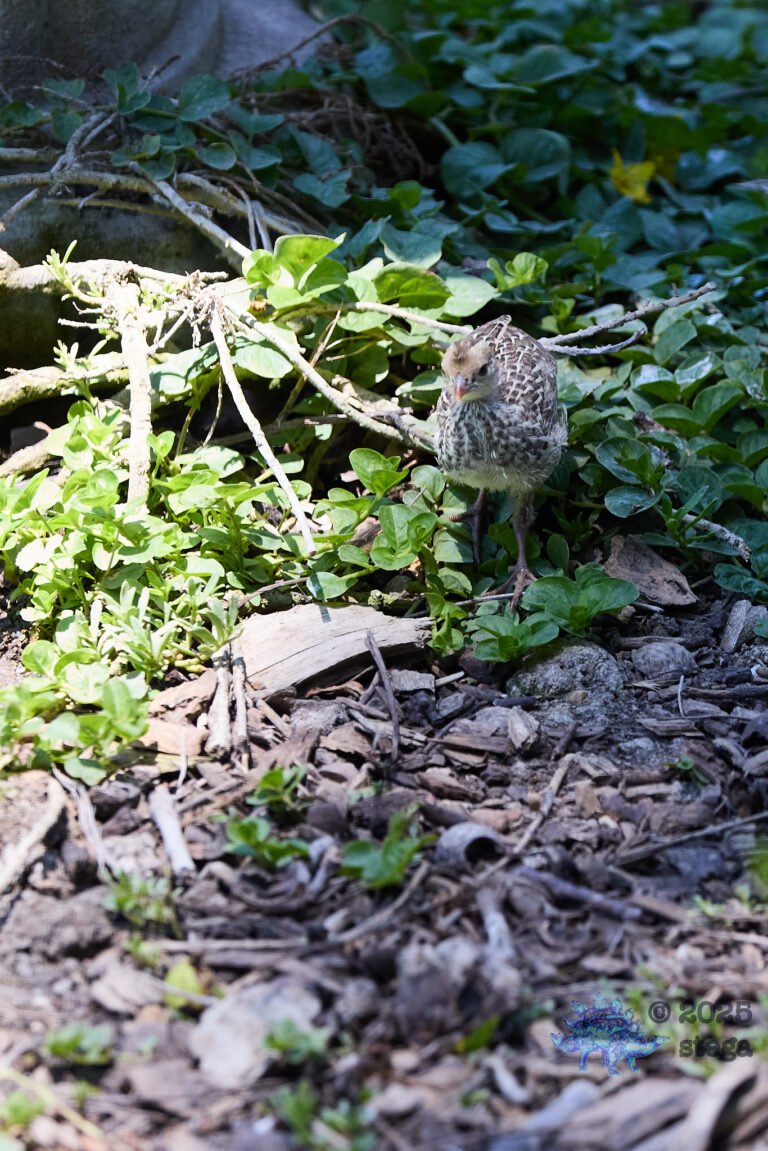 California Quail