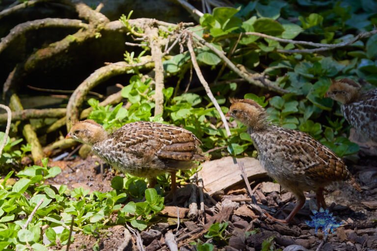 California Quail