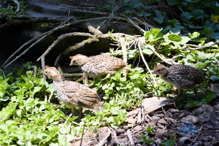 California Quail