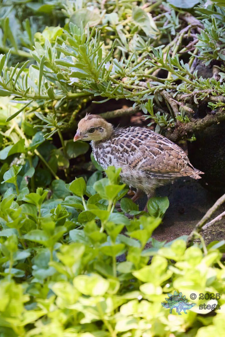 California Quail