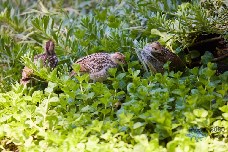 California Quail