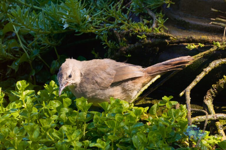 California Thrasher