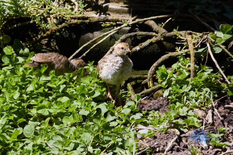 California Quail