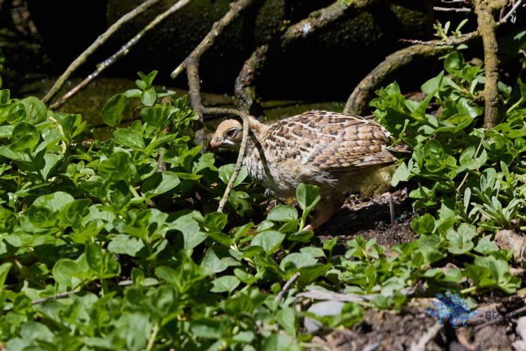 California Quail