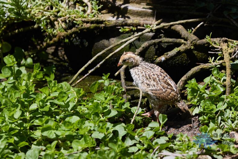 California Quail