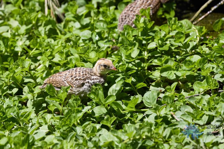 California Quail