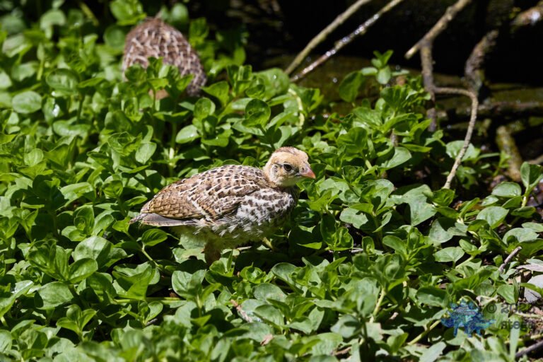 California Quail