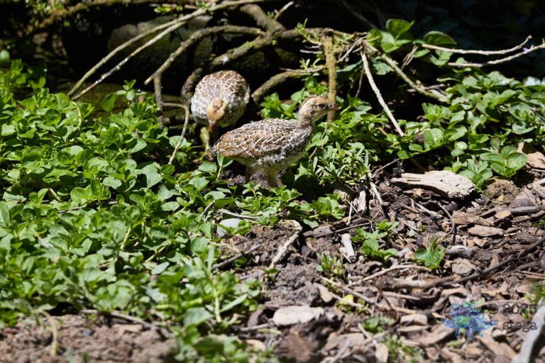 California Quail