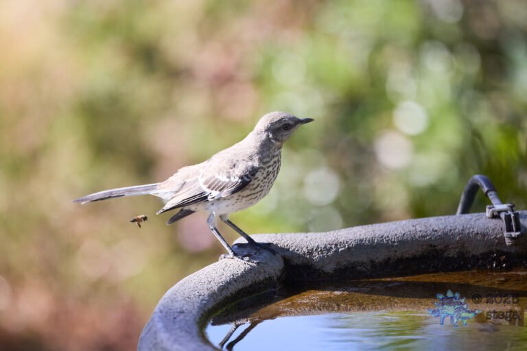 Northern Mockingbird