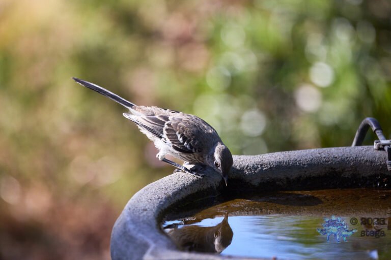 Northern Mockingbird