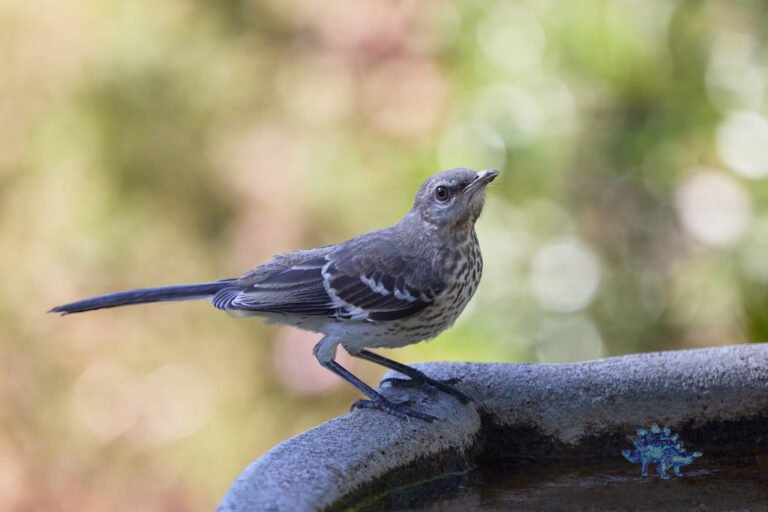 Northern Mockingbird