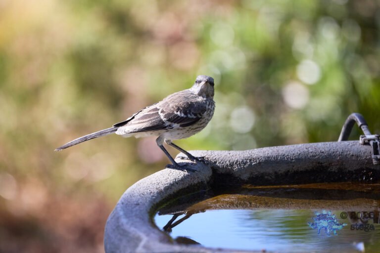 Northern Mockingbird