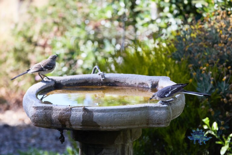 Northern Mockingbird