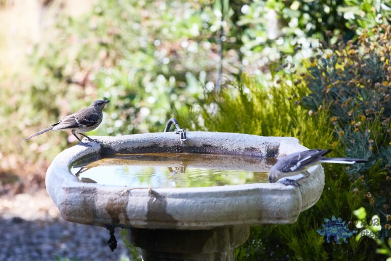 Northern Mockingbird