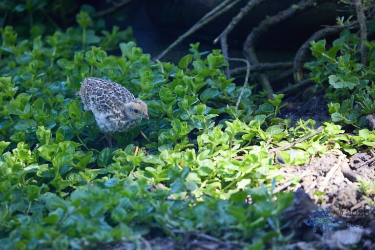 California Quail