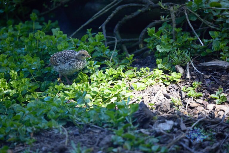 California Quail