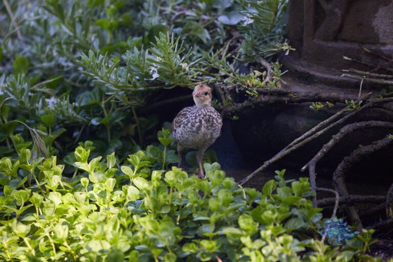 California Quail