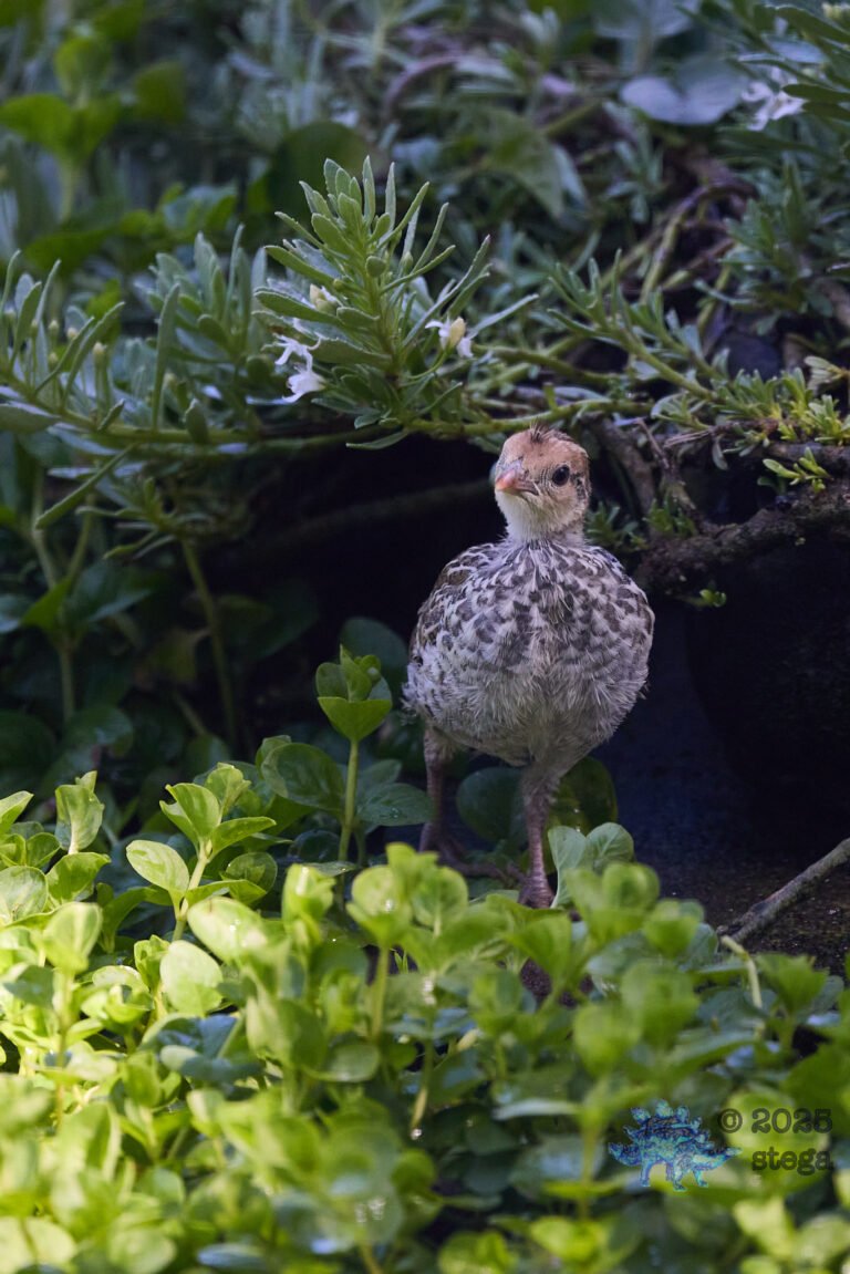 California Quail