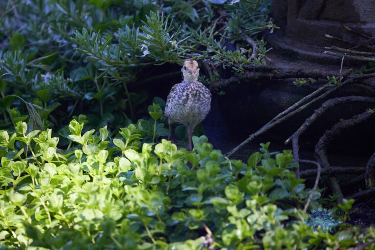 California Quail