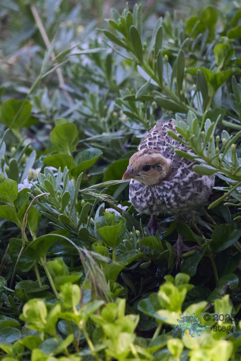 California Quail