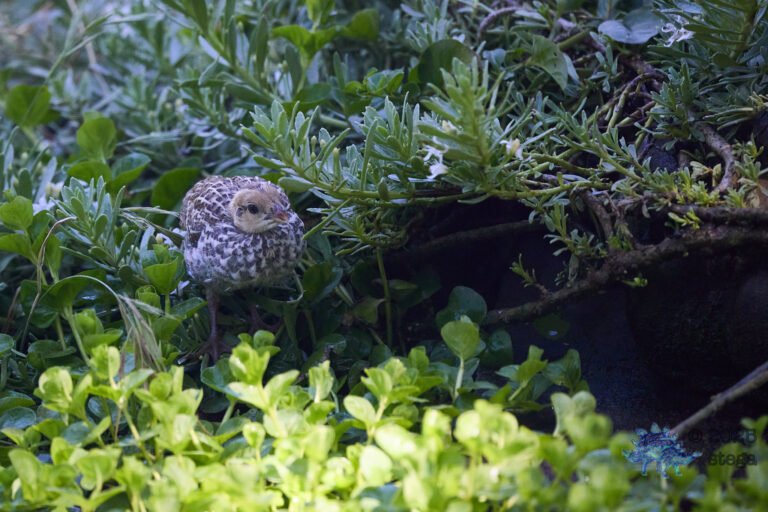 California Quail