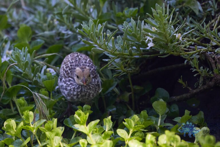California Quail