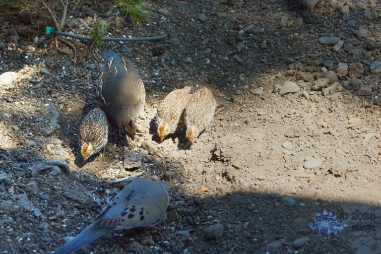 California Quail