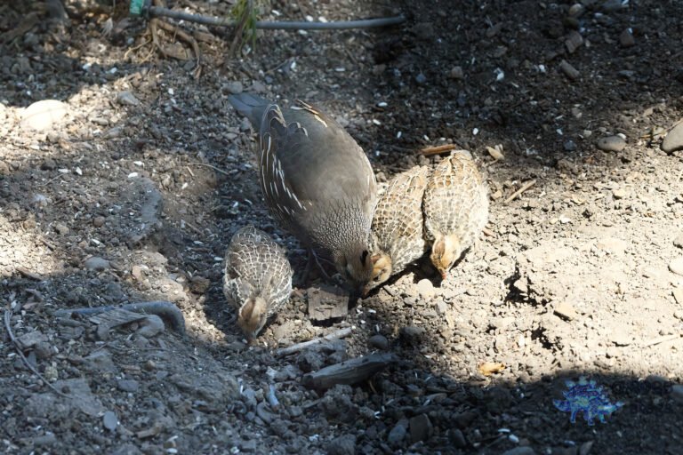 California Quail