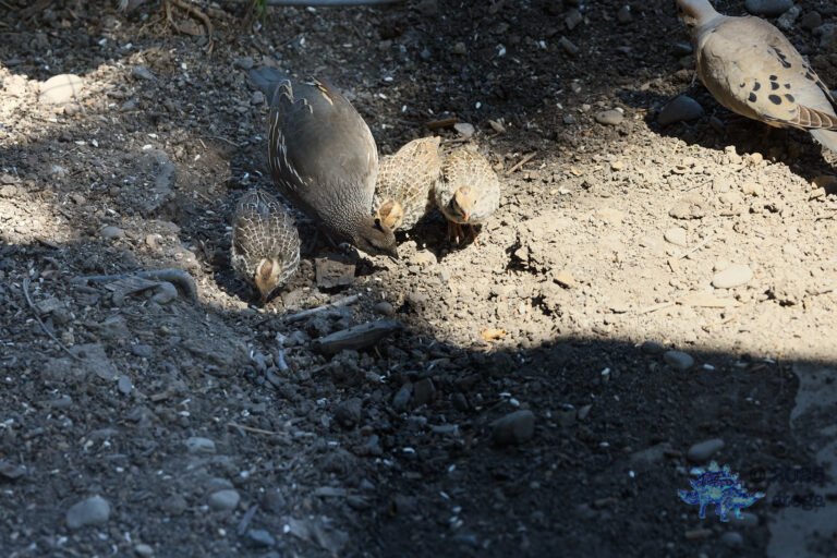 California Quail