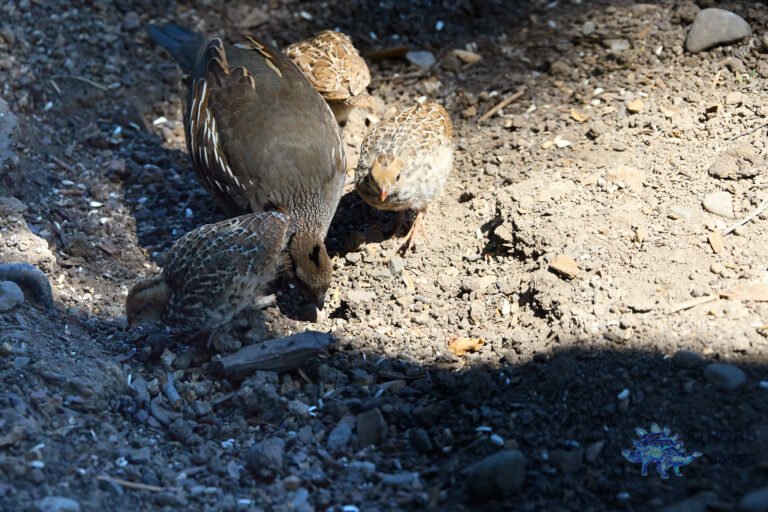 California Quail