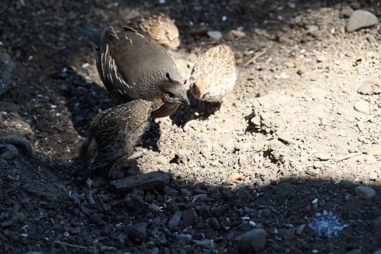 California Quail