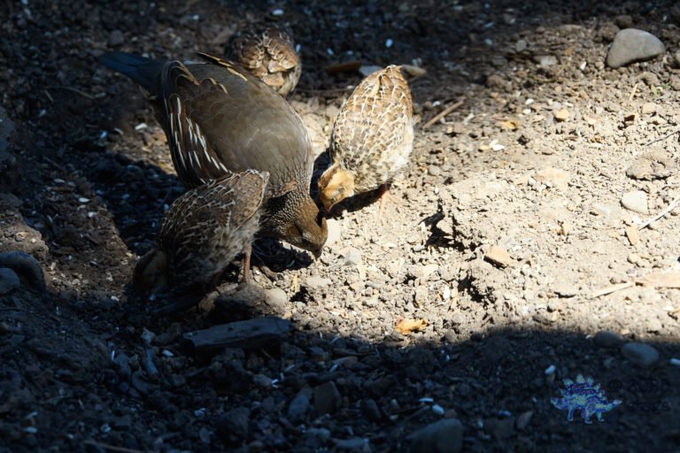 California Quail