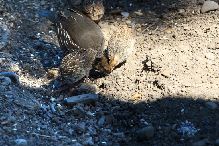 California Quail