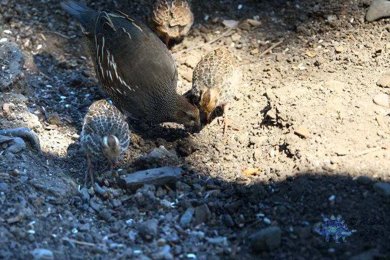 California Quail