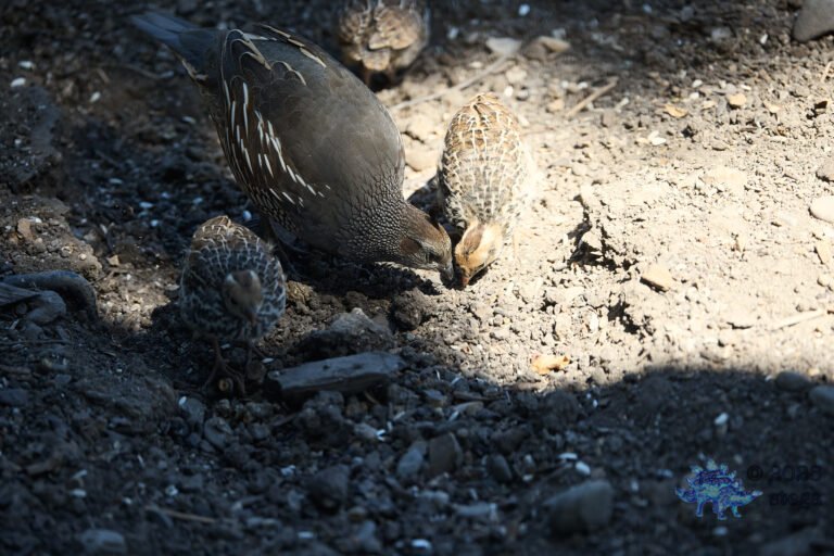 California Quail