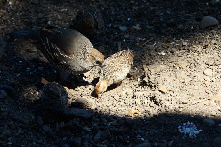 California Quail