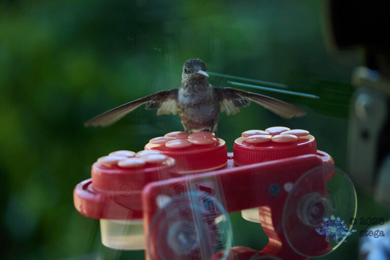 Anna’s Hummingbird