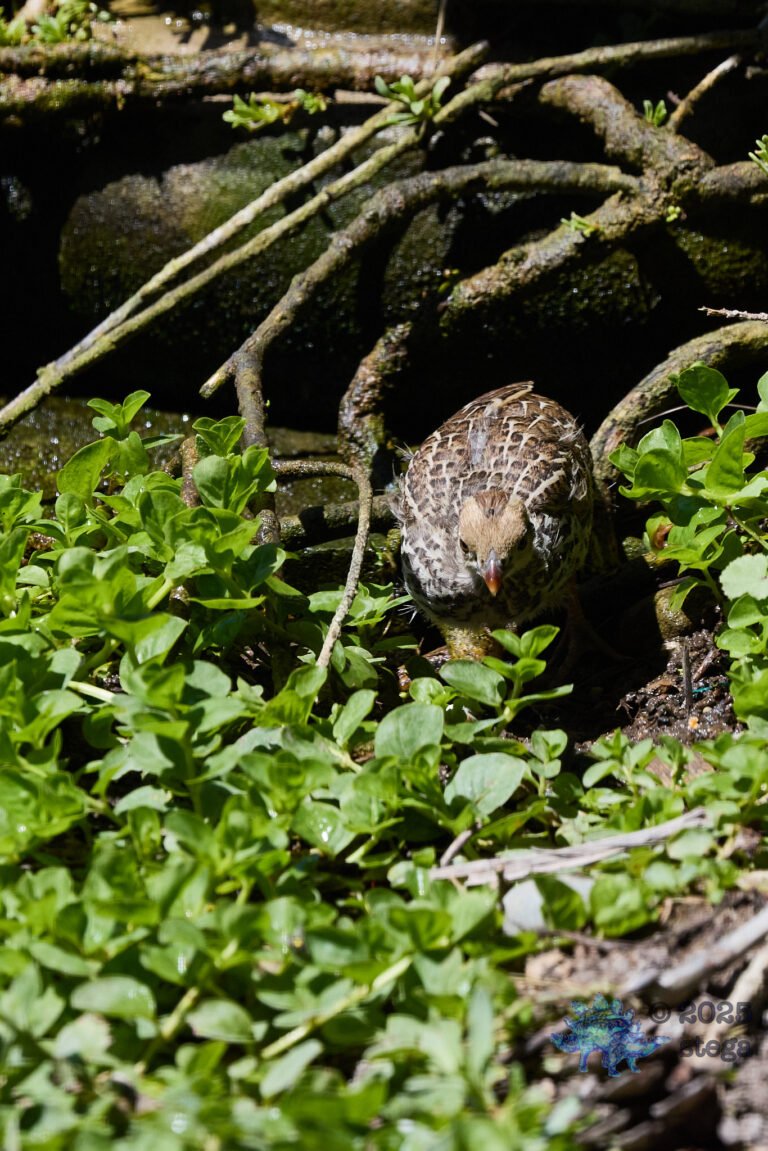 California Quail