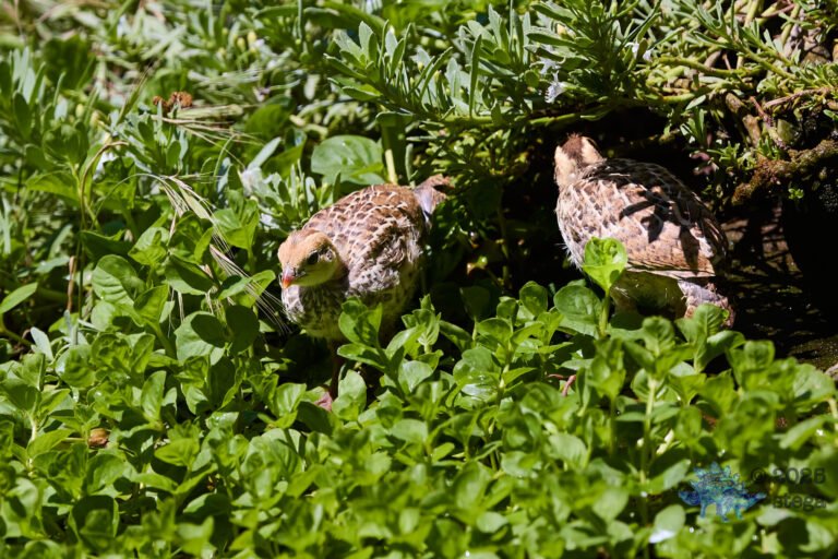 California Quail