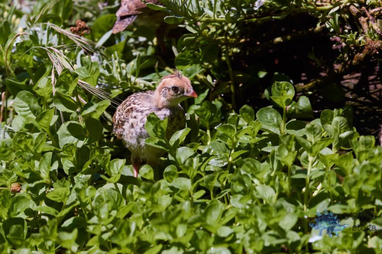 California Quail